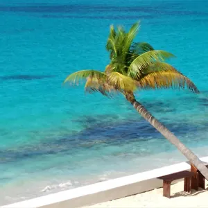 https://the-horny-toad-guesthouse.comcaribbean.com